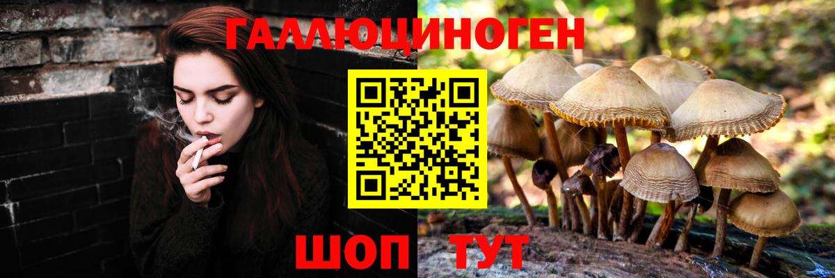 Псилоцибиновые грибы Psilocybe Хасавюрт